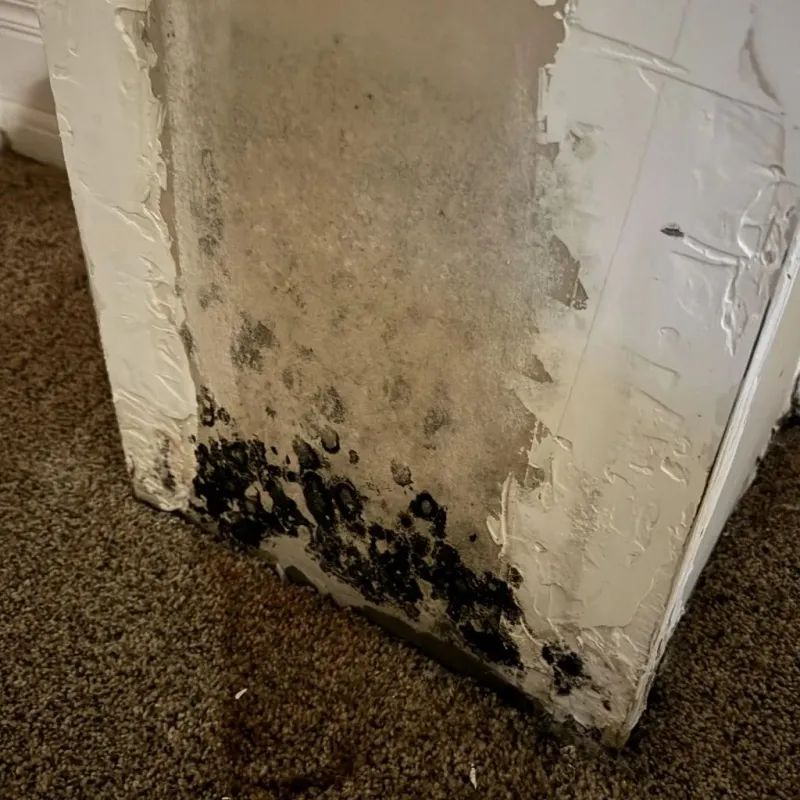 Professional Mold Removal in Vienna, WV
